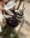 Anthophora ursina - photo 5
