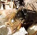 Anthophora villosula - Anthophora villosula
