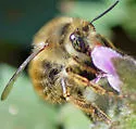 Anthophora villosula - photo 2