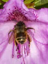 Anthophora villosula - photo 3