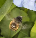 Anthophora villosula - photo 4