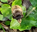 Anthophora villosula - photo 5