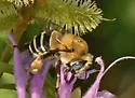 Anthophora walshii