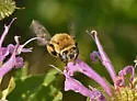 Anthophora walshii - photo 2
