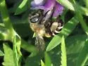 Anthophora walshii - photo 3
