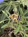 Anthophora walshii - photo 4