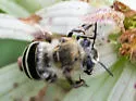 Anthophora walshii - photo 5