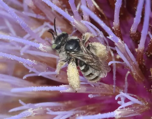 Anthophorula albicans