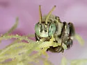Anthophorula compactula