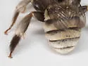 Anthophorula compactula - photo 2