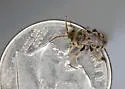 Anthophorula compactula - photo 3