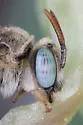 Anthophorula compactula - photo 4