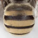 Anthophorula compactula - photo 5