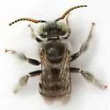 Anthophorula completa