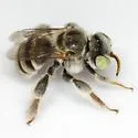 Anthophorula completa - photo 2