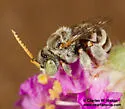 Anthophorula completa - photo 4