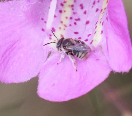 Anthophorula micheneri