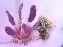 Anthophorula nitens