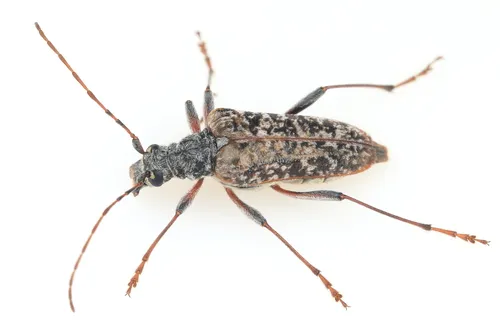 Mottled Longhorned Beetle