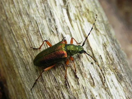 Red-footed Longhorn Beetle - photo 2