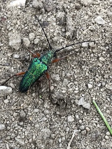 Red-footed Longhorn Beetle - photo 3