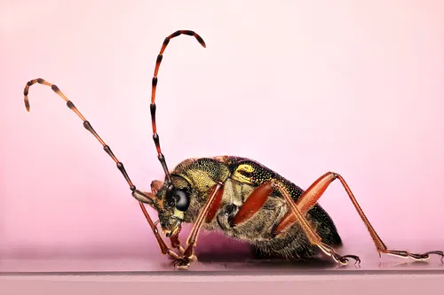 Red-footed Longhorn Beetle - photo 4
