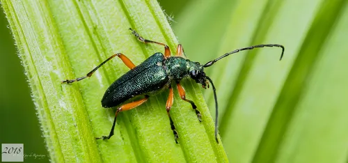 Red-footed Longhorn Beetle - photo 5