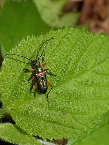 Red-footed Longhorn Beetle - photo 6