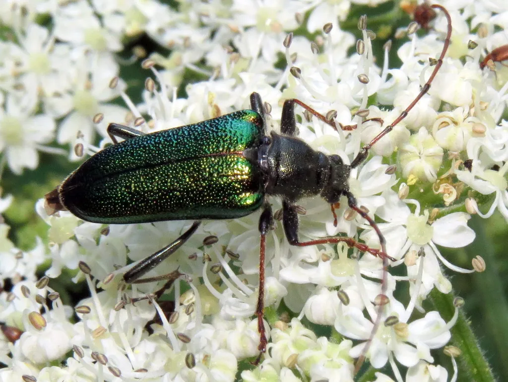 Anthophylax viridis - photo 2