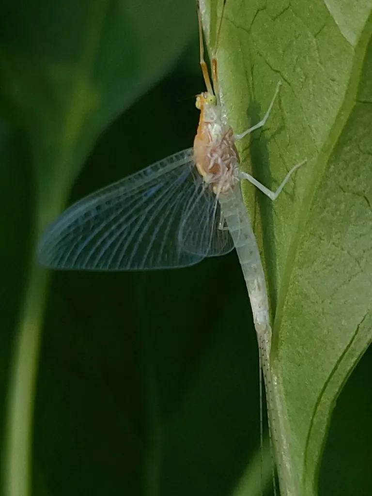 Anthopotamus distinctus
