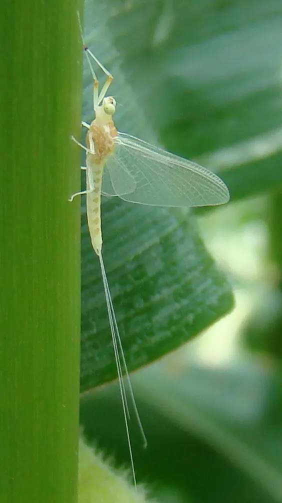 Anthopotamus verticis