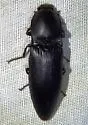 Anthracalaus agrypnoides - Anthracalaus agrypnoides