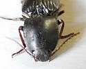 Anthracalaus agrypnoides - photo 4