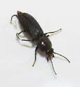 Anthracopteryx hiemalis - photo 2
