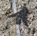 Anthrax albofasciatus