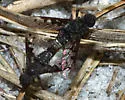 Anthrax albofasciatus - photo 4
