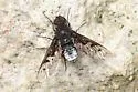 Anthrax albofasciatus - photo 5