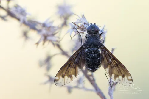 Anthracite Bee-Fly