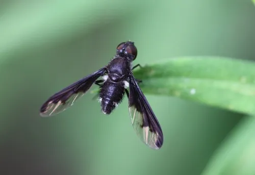 Anthrax argyropygus