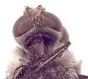 Anthrax atriplex - photo 4