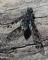 Anthrax cascadensis