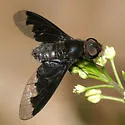 Anthrax georgicus