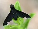 Anthrax georgicus - photo 2