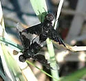 Anthrax georgicus - photo 3