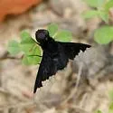 Anthrax georgicus - photo 4