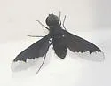 Anthrax georgicus - photo 5