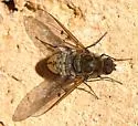 Anthrax larrea