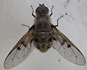 Anthrax larrea - photo 4