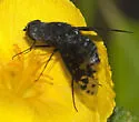 Anthrax nigriventris