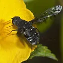 Anthrax nigriventris - photo 2